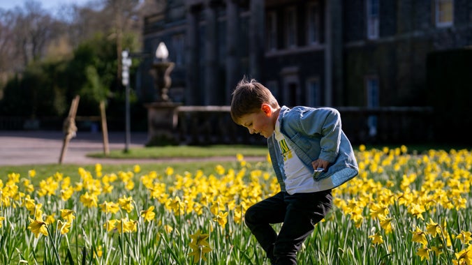 Child playing in Daffodils at Front of House, Mount Stewart